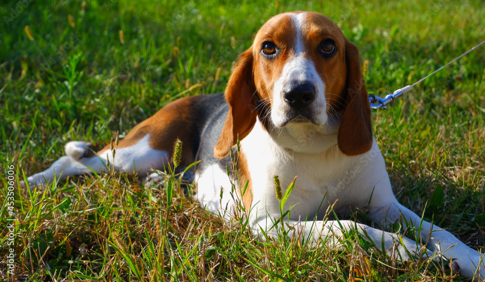 Pets. Beagle Dog Estonian hound dog. Adorable puppy for a walk on the green lawn in the rays of the sunset.