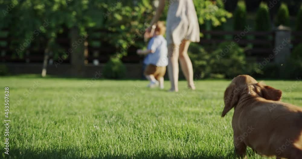 Adorable puppy chasing owners in yard Adorable puppy chasing owners in yard