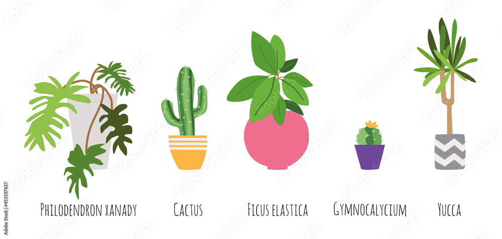Home trees in pots. Vector plant set in flat style - philodendron, cactus, ficus, gymnocalycium, yucca. Home trees in pots. Vector plant set in flat style - philodendron, cactus, ficus, gymnocalycium, yucca.