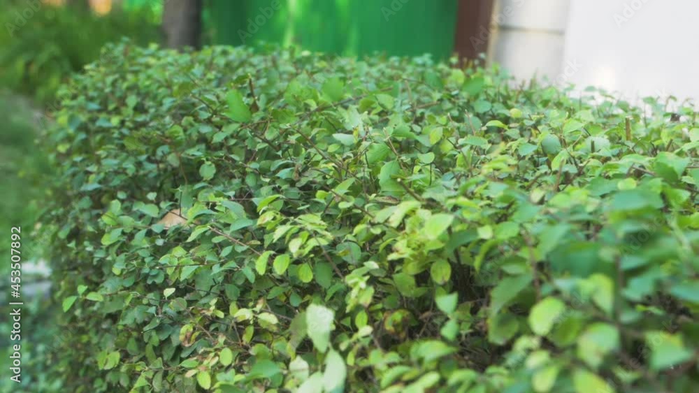 Landscape worker using a hedge trimmer to prune a spirea bushes. Slow-motion video of the work on cutting and decorating bushes. Landscape worker using a hedge trimmer to prune a spirea bushes. Slow-motion video of the work on cutting and decorating bushes.