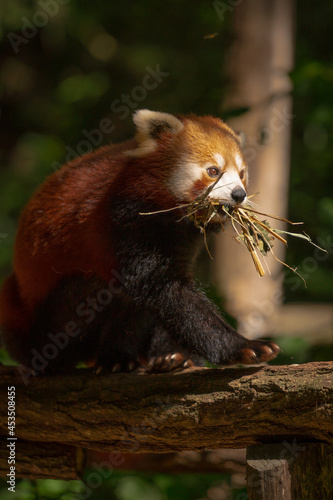 A red panda on a tree with twings in his mouth. photo