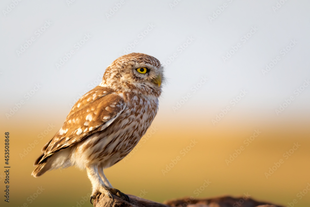 Little owl. Colorful nature background. Athene noctua. Little owl. Colorful nature background. Athene noctua.