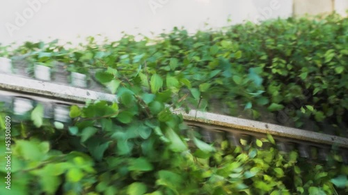 Landscape worker using a hedge trimmer to prune a spirea bushes. Slow-motion video of the work on cutting and decorating bushes.