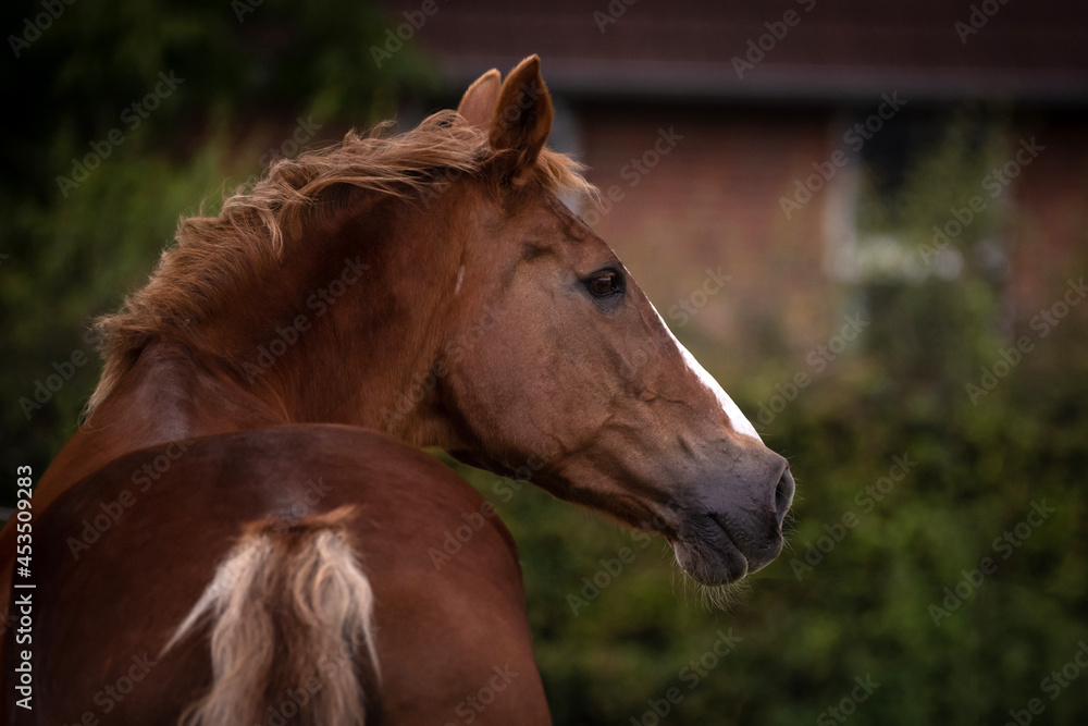 Obraz premium Pferdeportrait