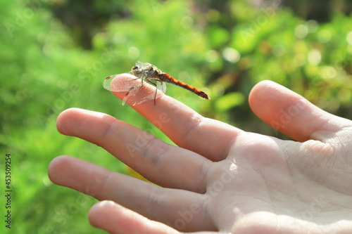 The dragonfly sits on the palm.
