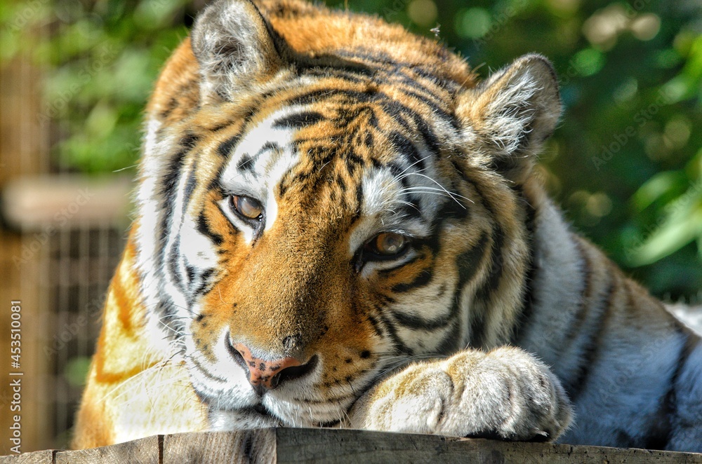 Fototapeta premium tiger in the wild