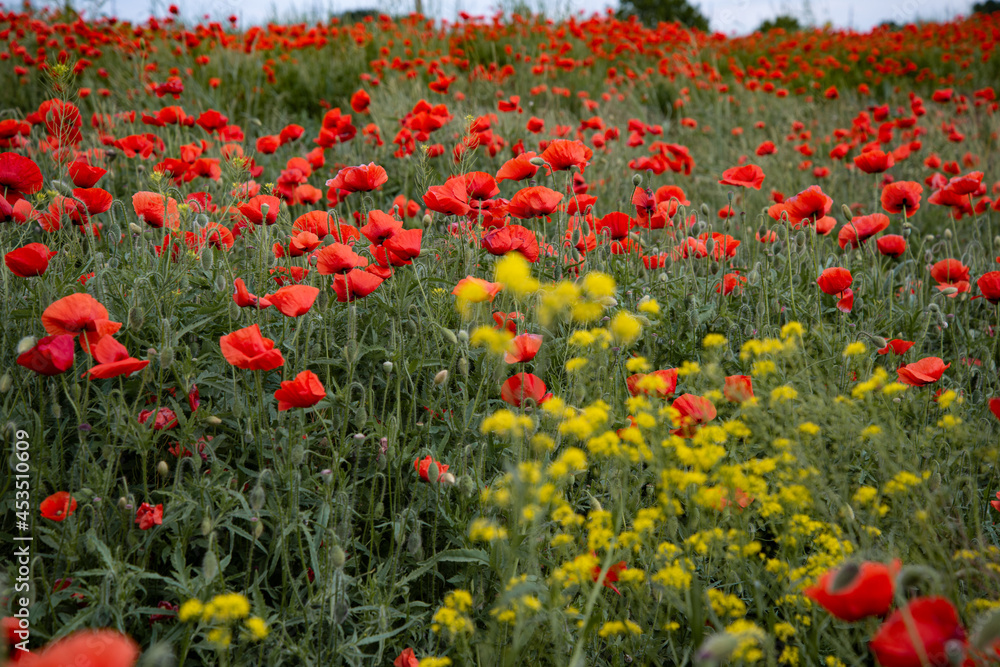 A beautiful and bright field of red poppies. Floral landscape.
