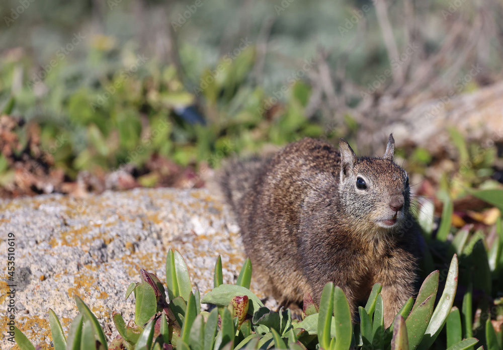 squirrel in the grass