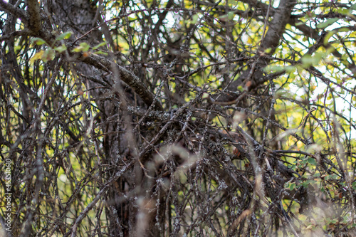 fairy branches