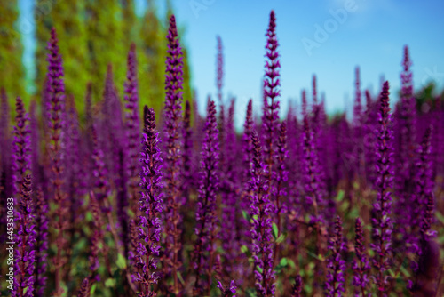 Beautiful purple lavender flowers at sunrise. Summer landscapes of sage fields.