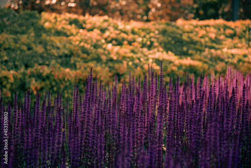Beautiful purple lavender flowers at sunrise. Summer landscapes of sage fields.