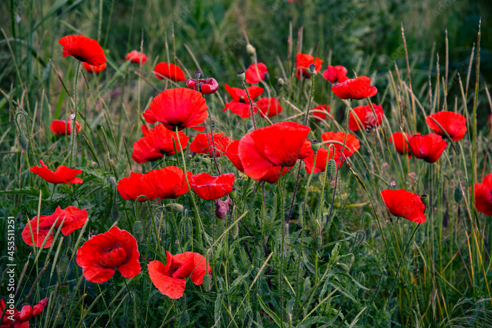 A beautiful and bright field of red poppies. Floral landscape. A beautiful and bright field of red poppies. Floral landscape.