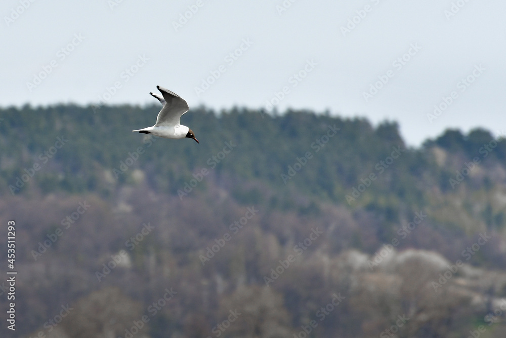 Black-headed gull (Chroicocephalus ridibundus) water bird, flies in the sky with spread wings, view from below. Black-headed gull (Chroicocephalus ridibundus) water bird, flies in the sky with spread wings, view from below.