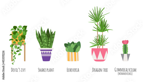 Pot plant set. Vector illustration. Home trees. Different plants in flat style - echeveria, cactus, dracena, epipremnum, sansevieria. Elements for illustration or infographic in magazine, web-site.