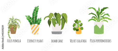  Pot plant set. Vector home trees in flat style. Set of different plants - ficus, zamioculcas, calathea, pilea, dieffenbachia. Elements for illustration or infographic in magazine, web-site.