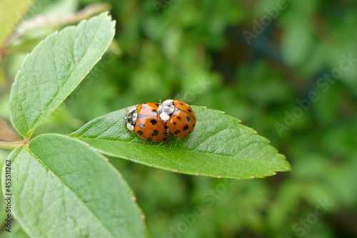 coccinelle