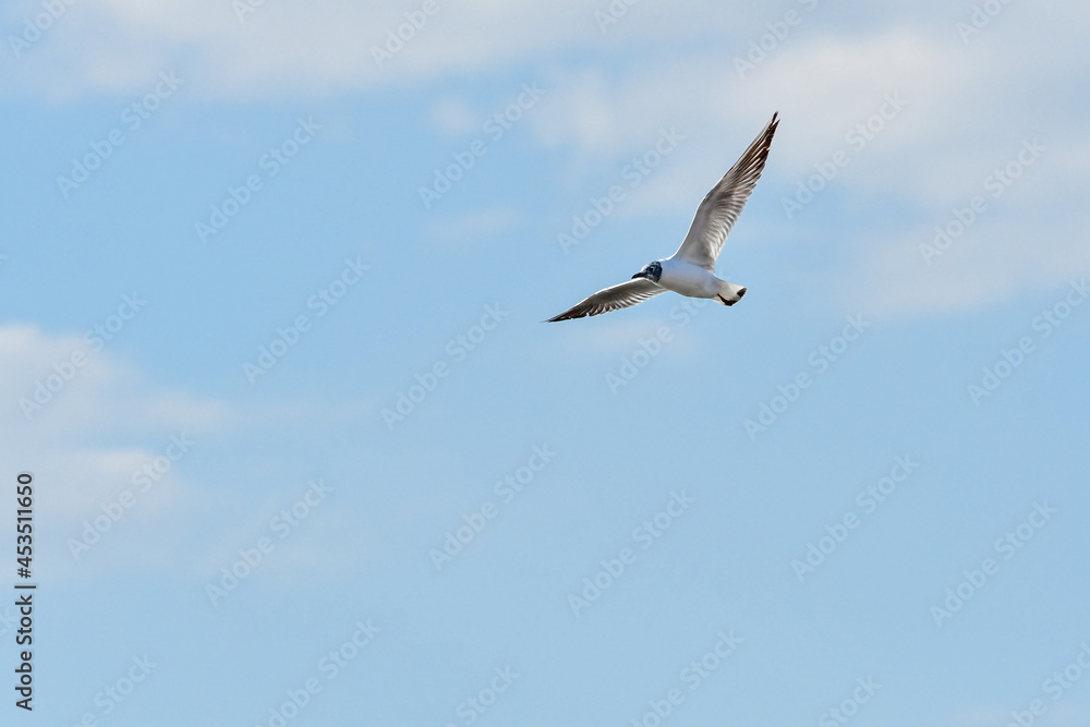 Black-headed gull (Chroicocephalus ridibundus) water bird, flies in the sky with spread wings, view from below. Black-headed gull (Chroicocephalus ridibundus) water bird, flies in the sky with spread wings, view from below.