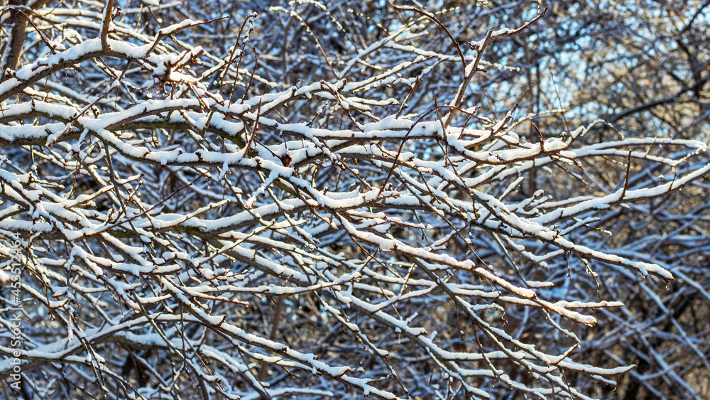 Snow-covered tree branches in the forest on a sunny day, pattern with snow-covered tree branches Snow-covered tree branches in the forest on a sunny day, pattern with snow-covered tree branches
