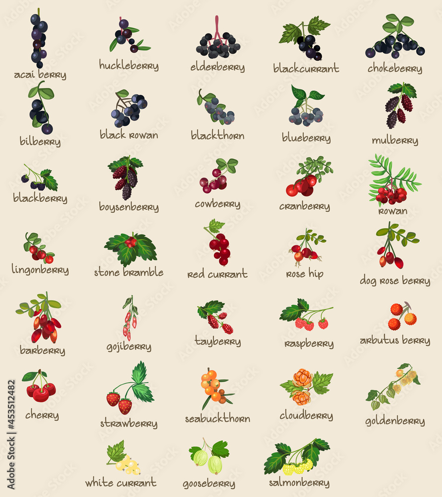 33 Different Botanical Edible Berries, Berry, Fruits. Fully Layered and