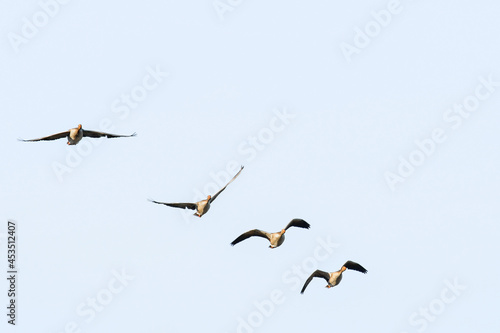 Greylag Goose (Anser anser) large water bird, birds fly to another feeding site.