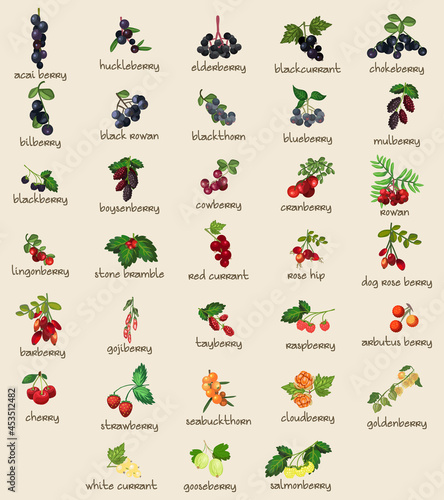 33 Different Botanical Edible Berries, Berry, Fruits. Fully Layered and Grouped. Shape and Color Editable Vector Illustration.