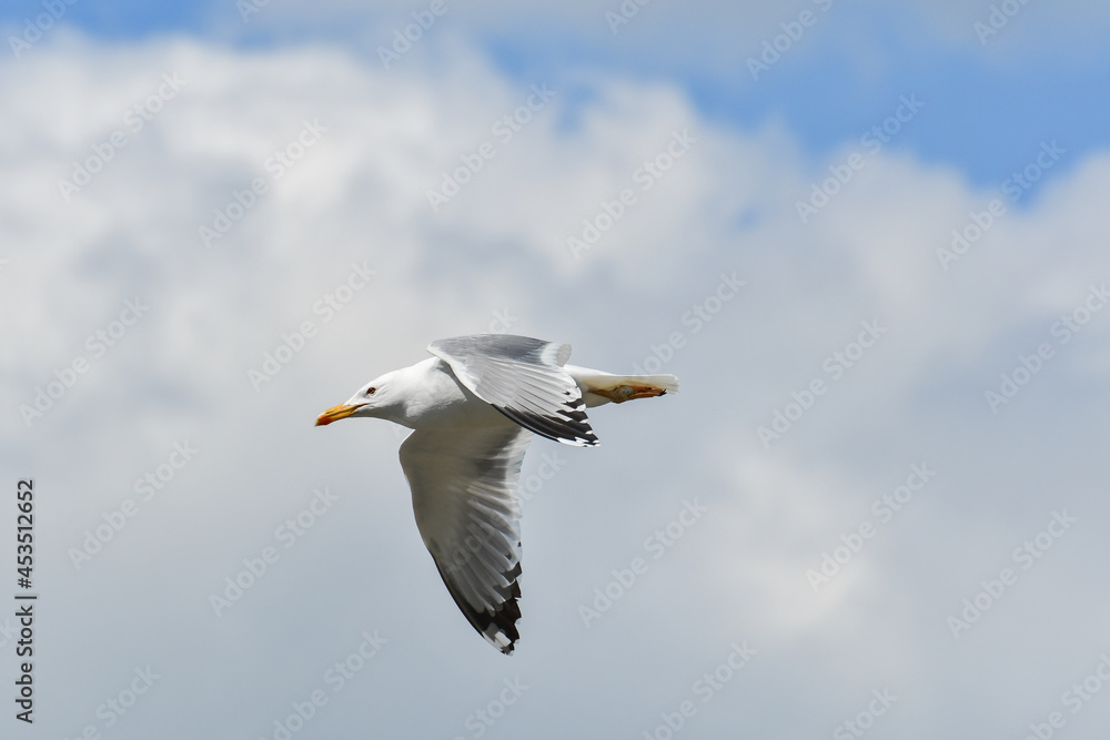 Herring Gull (Larus Argentatus) a water bird flies in the sky. Herring Gull (Larus Argentatus) a water bird flies in the sky.
