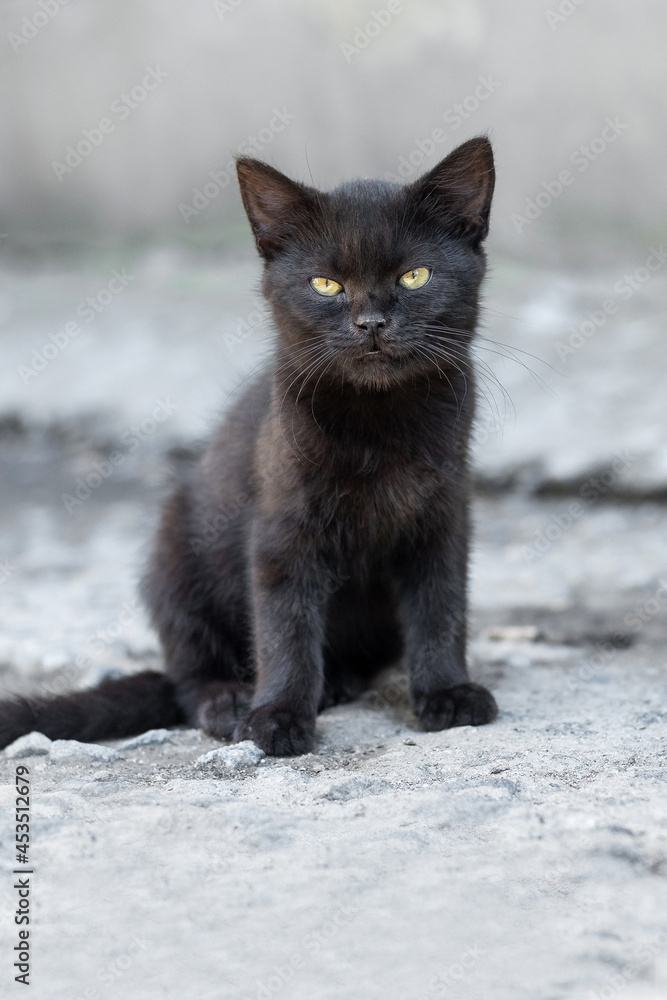 Black kitten sitting on the alley near the house, black kitten on a blurred background