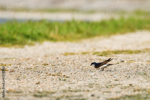 The common house martin  Delichon urbicum  is a small bird looking for material to build a nest.