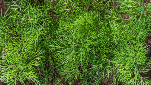 Green leaves of young dill in the garden, top view.