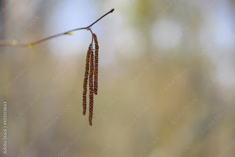 autumn buds on a birch twig. Birch tree blossom yellow flowers macro, spring trees in park. buds on branches. Beautiful autumn nature background. bloom plants closeup, warm weather. Bokeh effect. autumn buds on a birch twig. Birch tree blossom yellow flowers macro, spring trees in park. buds on branches. Beautiful autumn nature background. bloom plants closeup, warm weather. Bokeh effect.