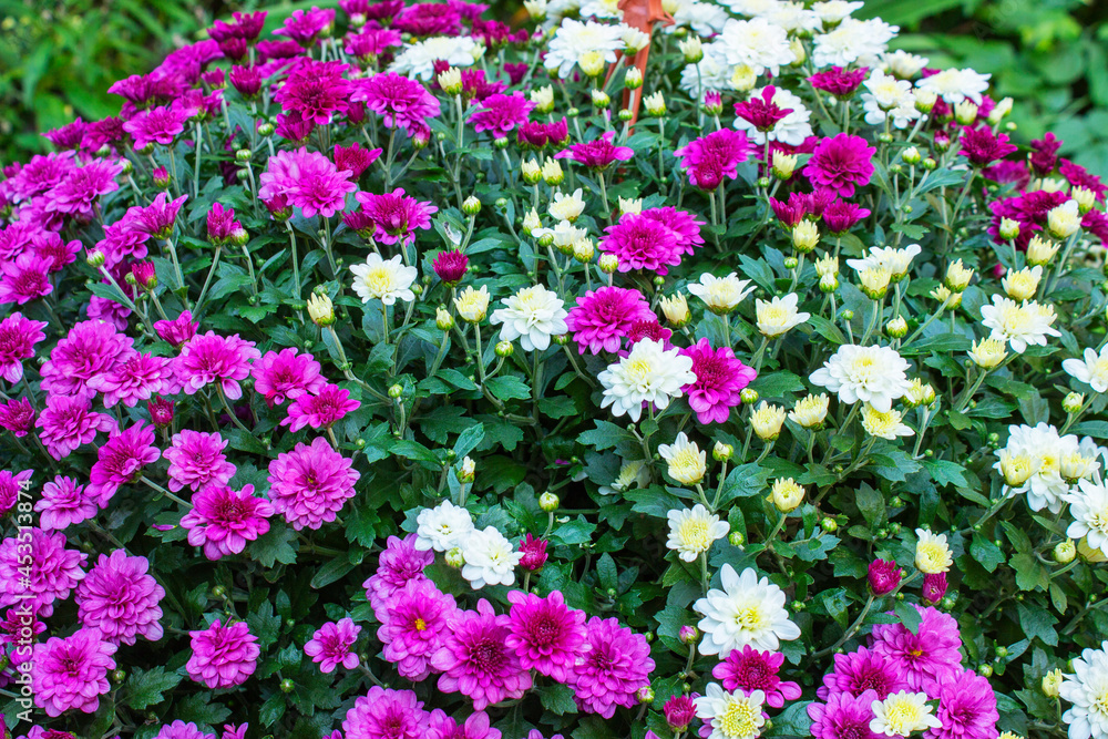 Fototapeta premium Beautiful Wallpaper of different chrysanthemum flowers. Nature Autumn Floral background. Chrysanthemums blossom season. Many Chrysanthemum flowers growing in pots for sale in florist's shop