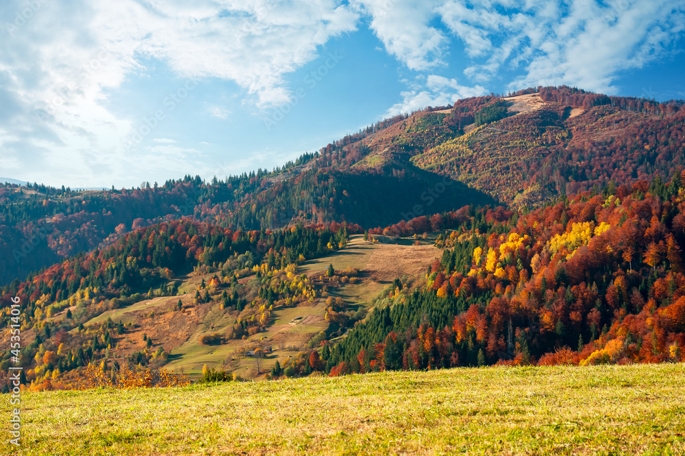 mountain landscape in autumn. wonderful countryside with trees in colorful foliage and grassy meadows. sunny nature scenery with fluffy clouds on the sky mountain landscape in autumn. wonderful countryside with trees in colorful foliage and grassy meadows. sunny nature scenery with fluffy clouds on the sky