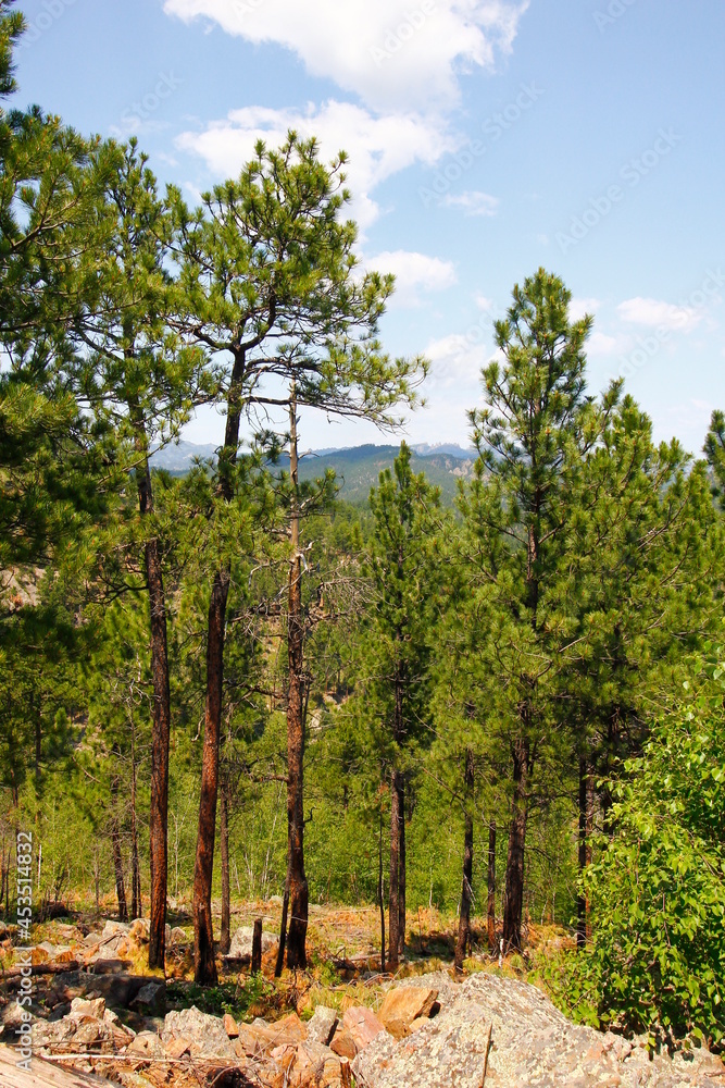 Heddy Draw Overlook, Custer State Park, South Dakota Heddy Draw Overlook, Custer State Park, South Dakota