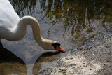 white swan eats grains on the lake shore
