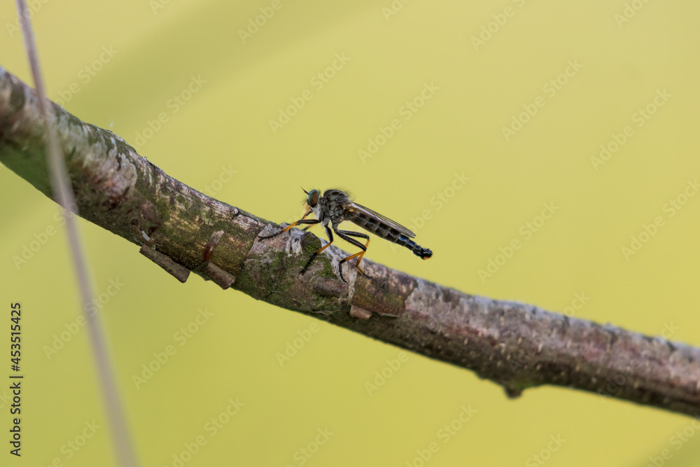 An insect on a twig in the forest. A small flying insect is resting. The photo was taken in the Stawy Milickie nature reserve - obrazy, fototapety, plakaty 