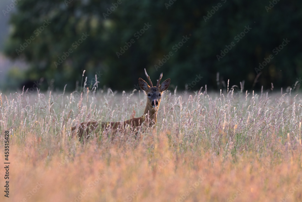 Male goat European Roe Deer Capreolus capreolus walks on meadow in the Stawy Milickie nature reserve, sunny meadow with wild animals - obrazy, fototapety, plakaty 
