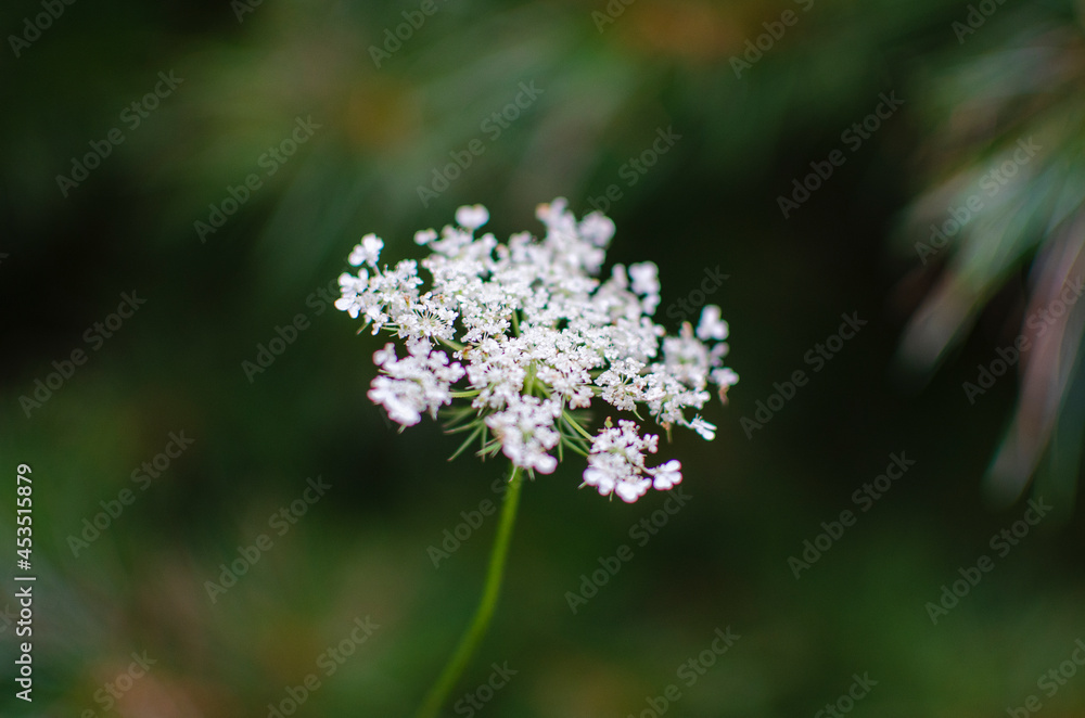 Macro White Flower Macro White Flower