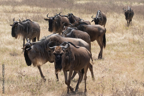A herd of wildebeest moving through Ngorongoro crater during the migration. © Migara