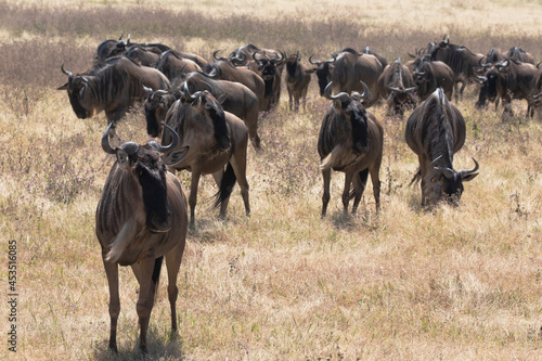 A herd of wildebeest moving through Ngorongoro crater during the migration. © Migara