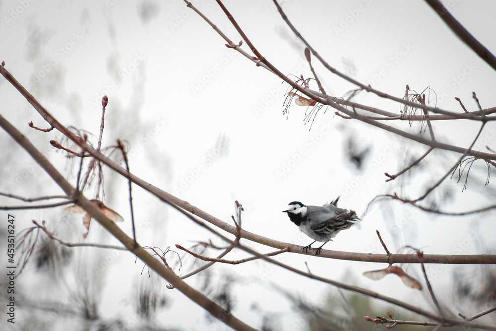 White wagtail (Motacilla alba) small bird sitting on a tree branch. White wagtail (Motacilla alba) small bird sitting on a tree branch.