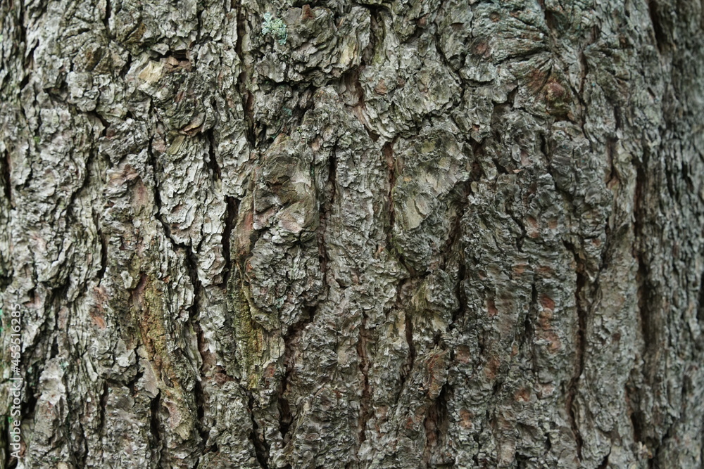 Pinus im Detail mit einer rauen Borke Pinus im Detail mit einer rauen Borke
