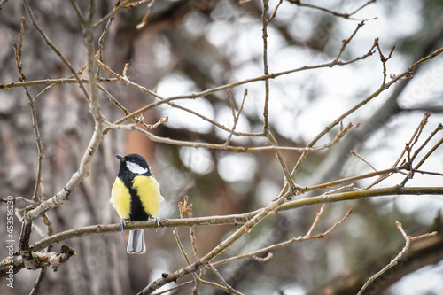 Great tit (Parus major) little bird sitting on a tree branch.