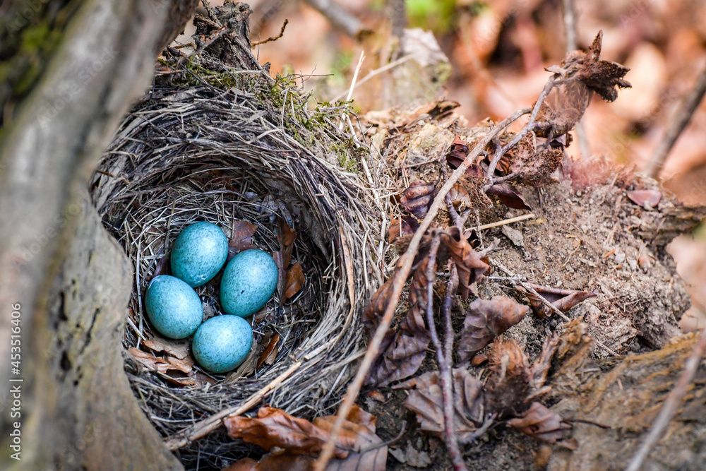 A small nest of the Blackbird (Turdus merula), in the center four small blue eggs laid during the breeding season. A small nest of the Blackbird (Turdus merula), in the center four small blue eggs laid during the breeding season.