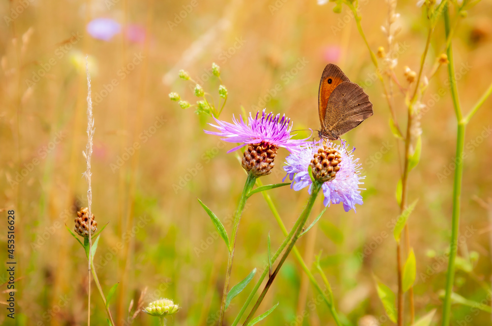 Obraz premium Butterfly on the thistle