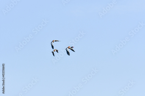 Ohar (Tadorna tadorna) three birds two female and one male are flying in the sky.