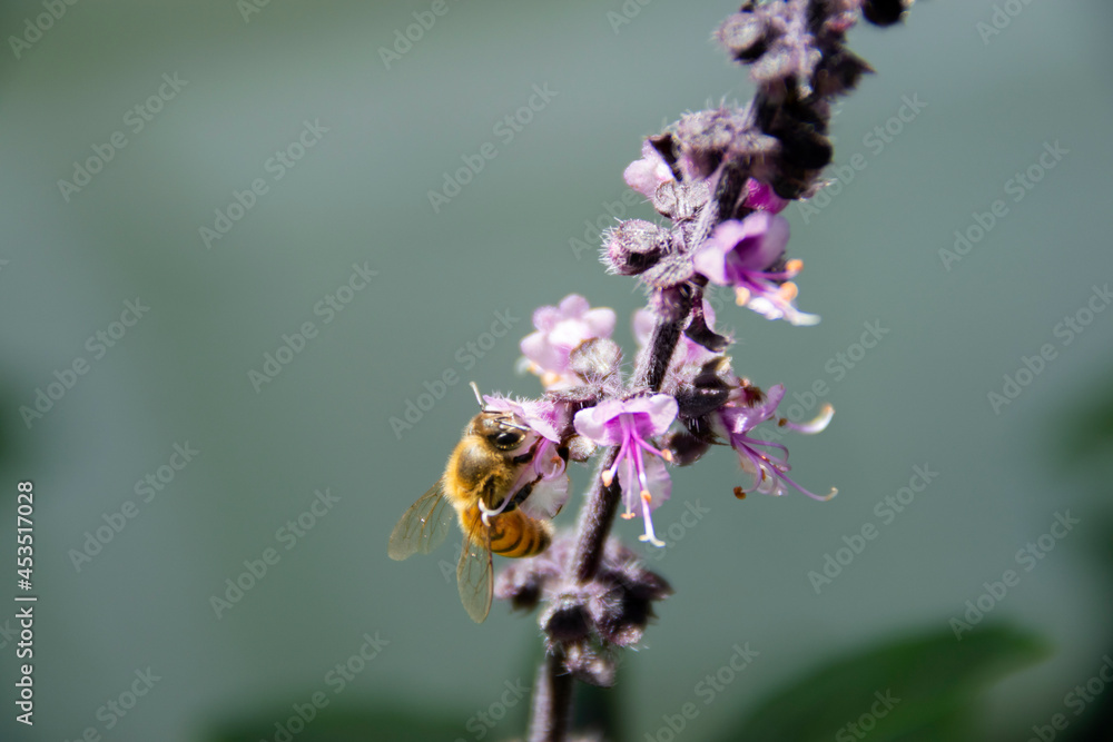 Bee working in the morning pollinating flowers in a garden bathed by natural light. Bee working in the morning pollinating flowers in a garden bathed by natural light.