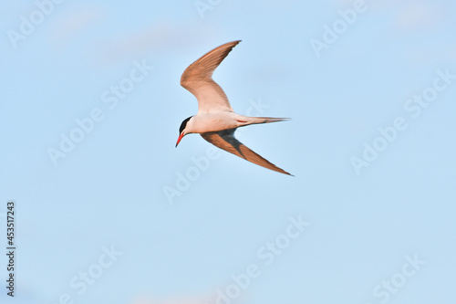 The water bird The Common Tern (Sterna hirundo) flies against the sky.