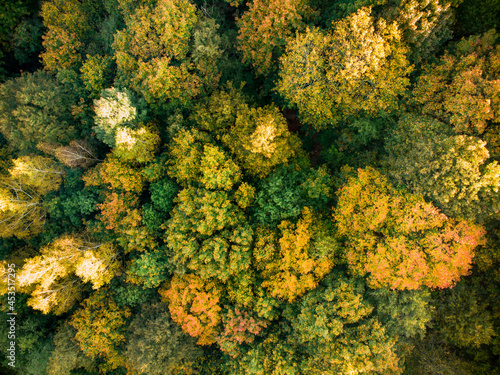 Aerial top down view of autumn forest with green and yellow trees. Mixed deciduous and coniferous forest. Beautiful fall scenery in Vilnius, Lithuania