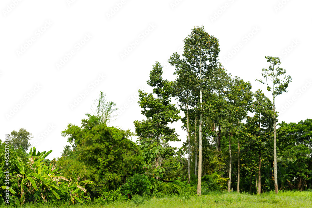 Fototapeta premium View of a High definition Treeline isolated on a white background, tree line isolate on white background.