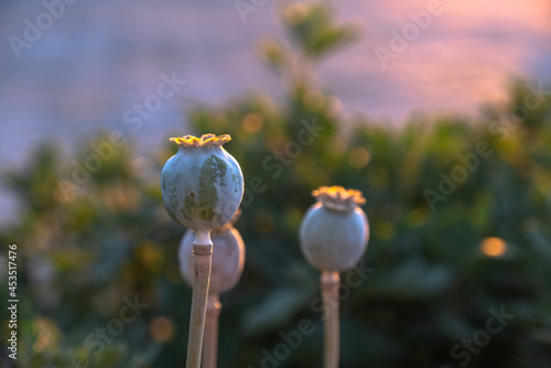 opium poppy seed heads on sunset